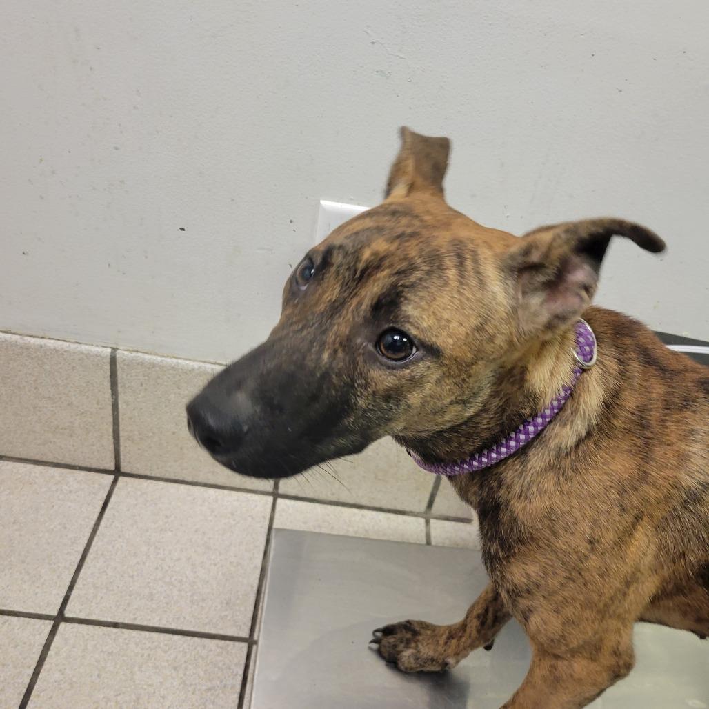 A young medium-sized female Brindle Mixed Breed dog named Layla for adoption in Charleston, WV