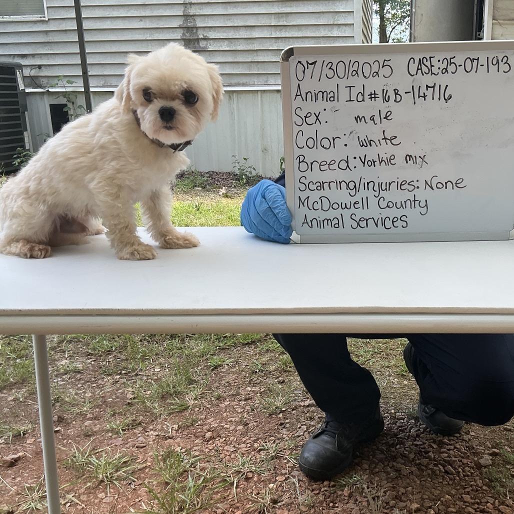 An adult small-sized male White / Cream Yorkshire Terrier dog named Rocky B for adoption in Wappingers Falls, NY