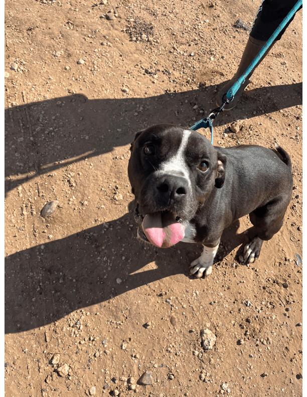 An adult medium-sized male Black Pit Bull Terrier dog named Prince for adoption in Canyon, TX