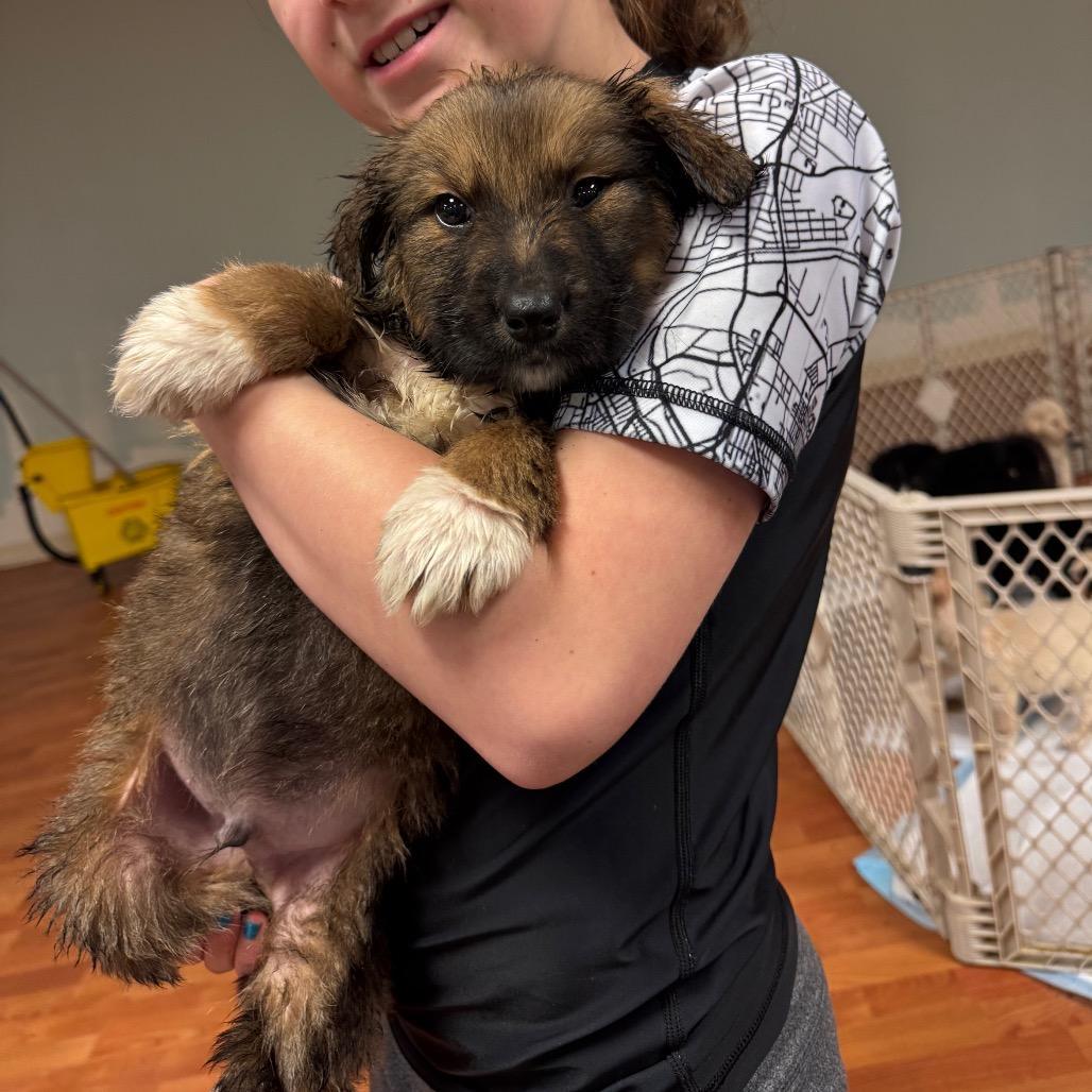 Double Dew Pup_______