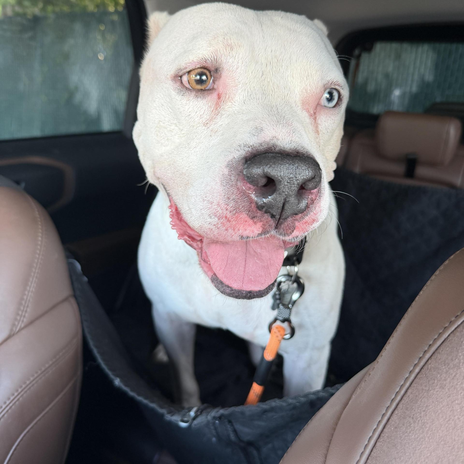 An adult large-sized male Mixed Breed dog named Olaf for adoption in Houston, TX