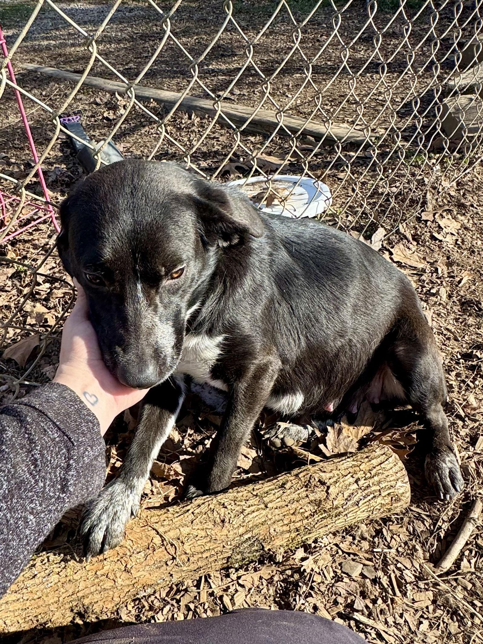 An adult small-sized female Yellow Labrador Retriever dog named Blackie for adoption in Sparta, TN