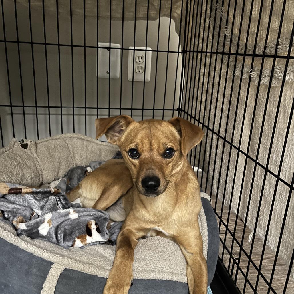 A young small-sized male Brown / Chocolate Feist dog named Ragnar for adoption in Alexandria, VA