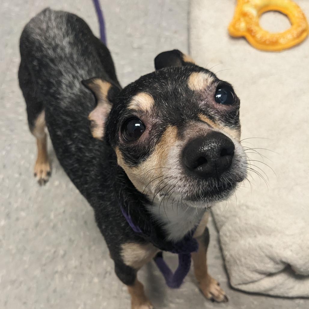 Mister Spaghetti Legs