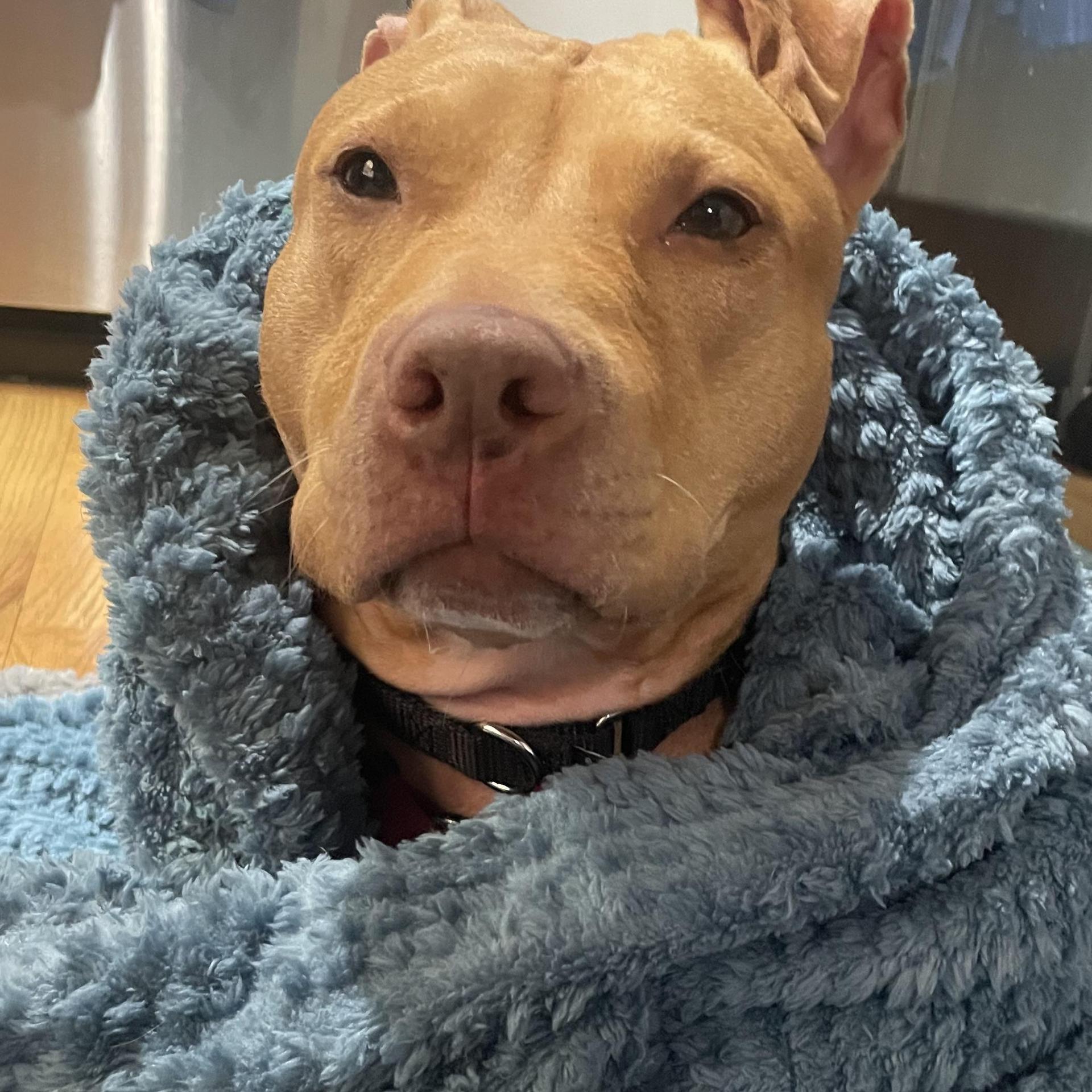 An adult medium-sized male Red / Chestnut / Orange Mixed Breed dog named Clifford for adoption in Vassalboro, ME