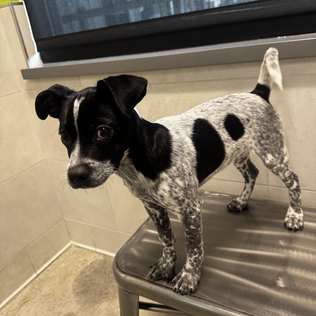 Frank Sinatra photo 1