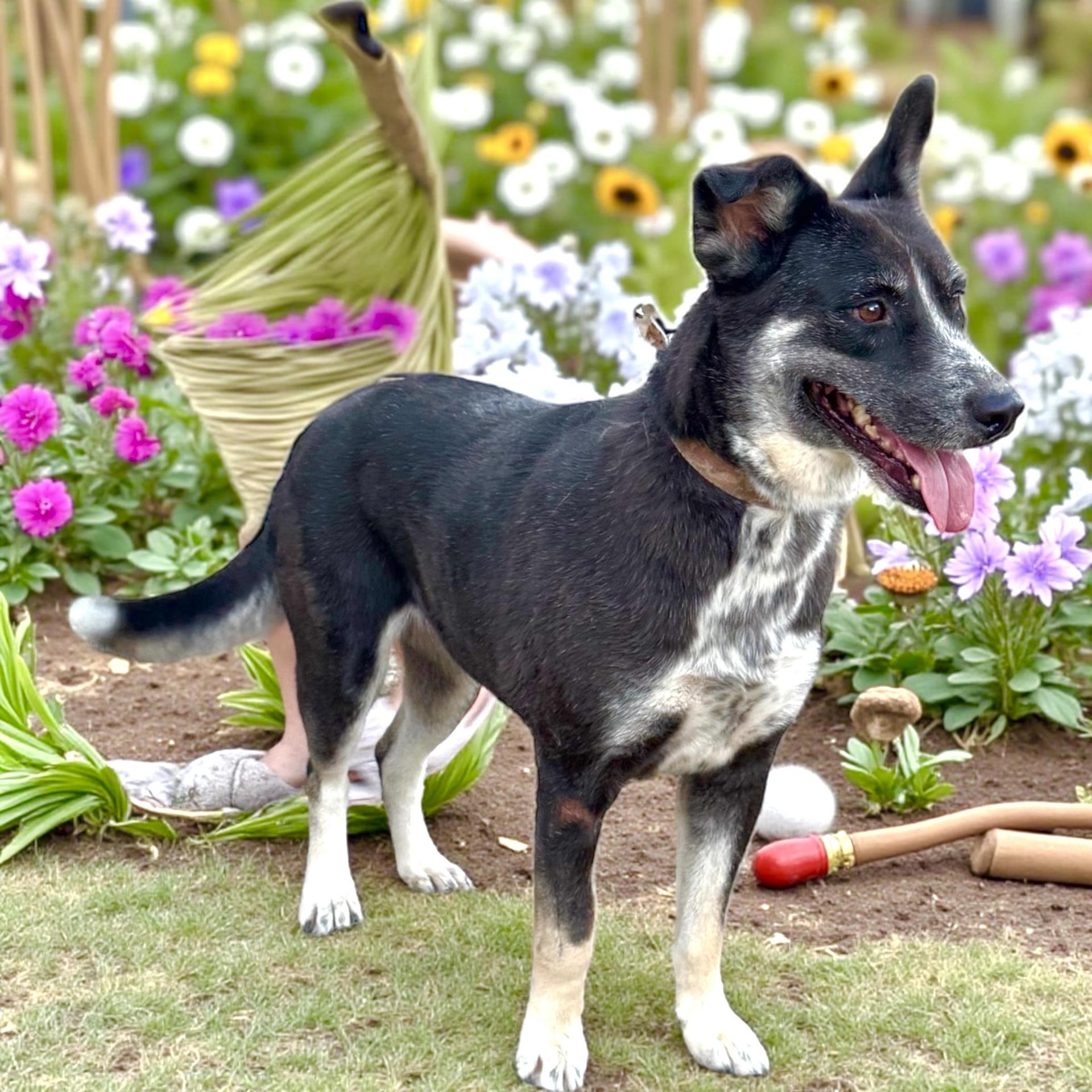 An adult large-sized female Border Collie dog named Molly for adoption in Allen, TX