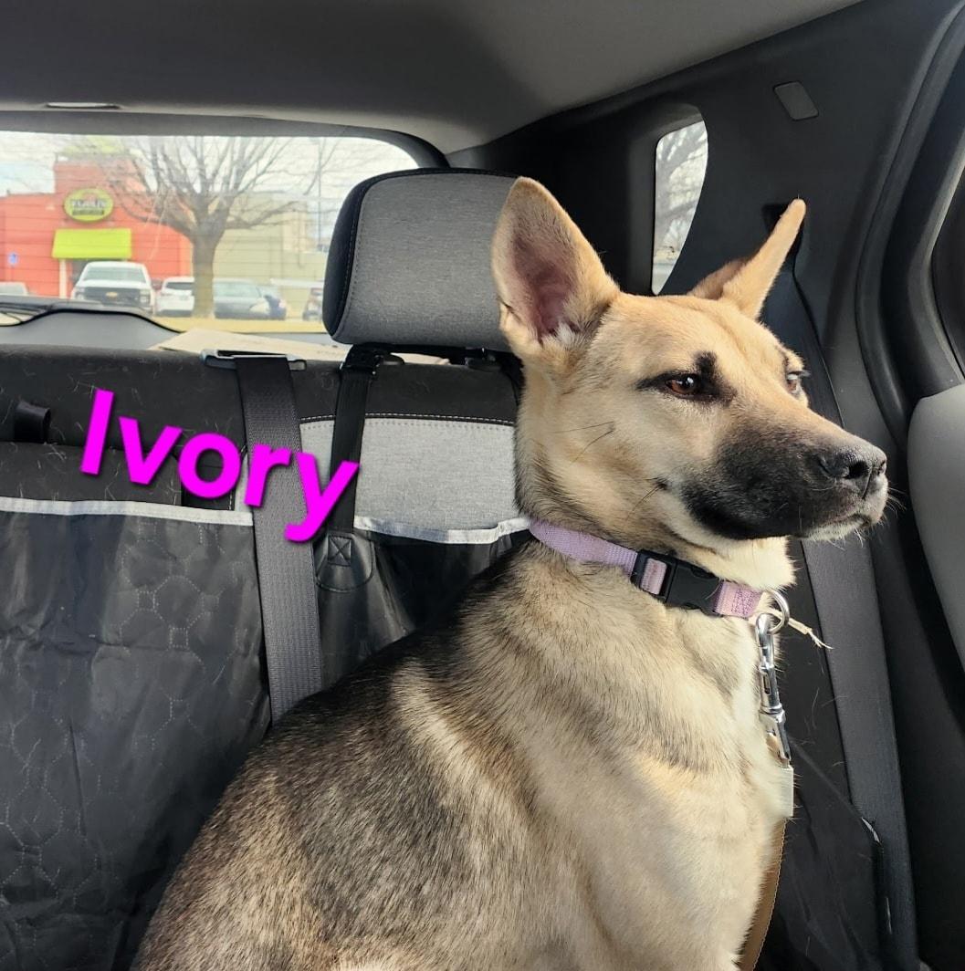 Ivory