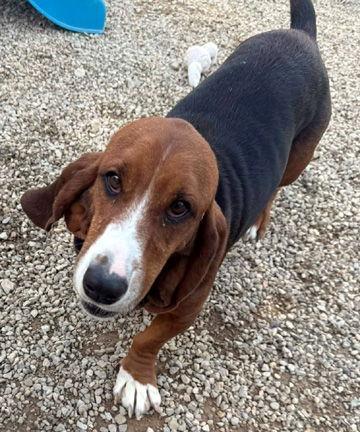 A young medium-sized female Basset Hound dog named Brook for adoption in Mays Landing, NJ