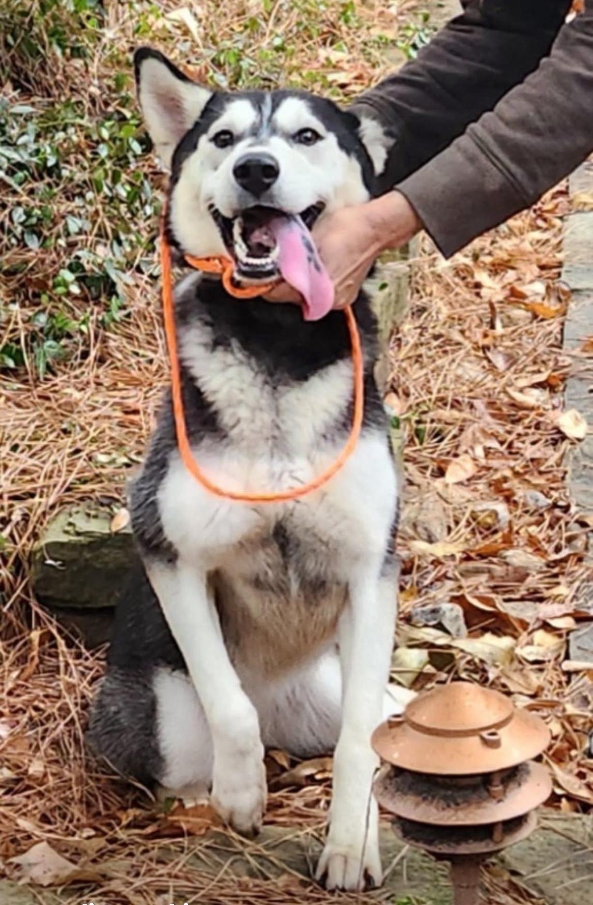 An adult medium-sized female Siberian Husky dog named Aspen Lane for adoption in Sumter, SC