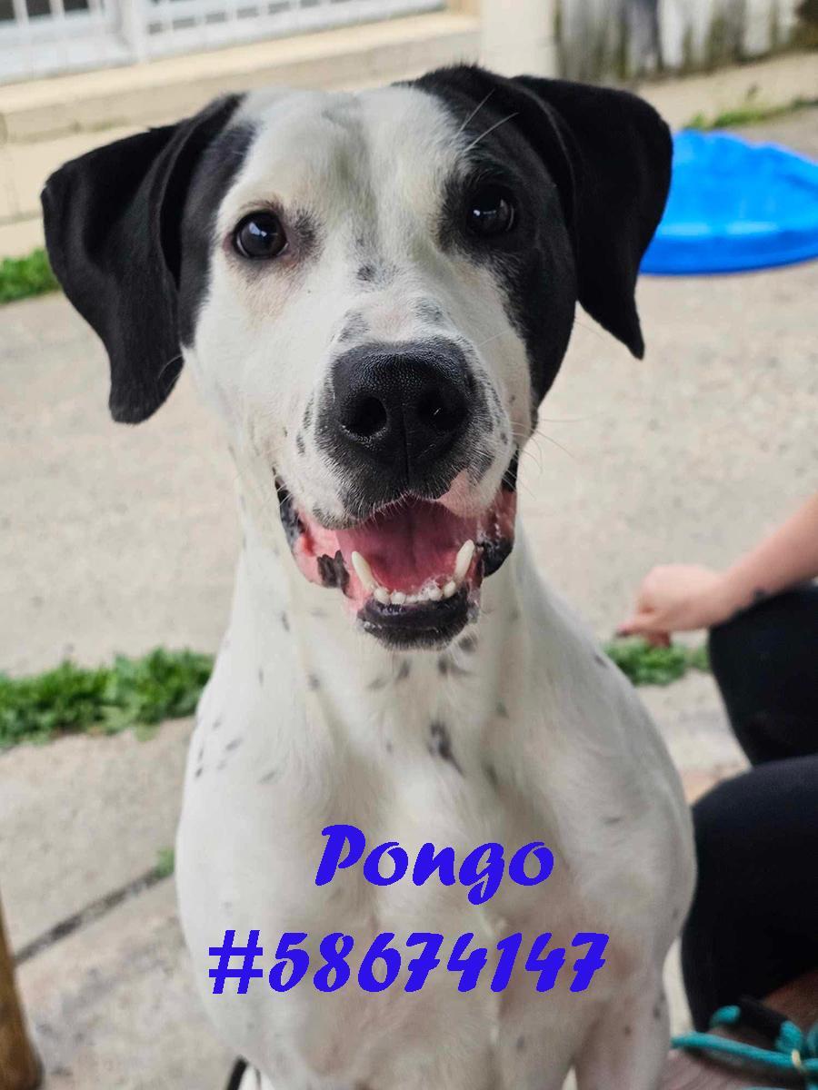 Pongo