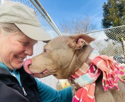 A young medium-sized female Pit Bull Terrier dog named Opal $ for adoption in Seneca, SC