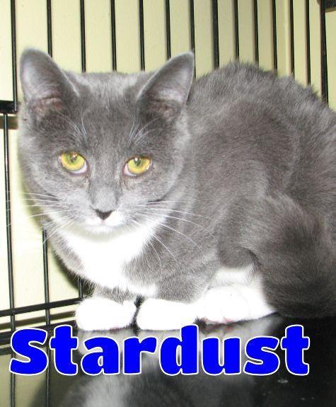 Stardust