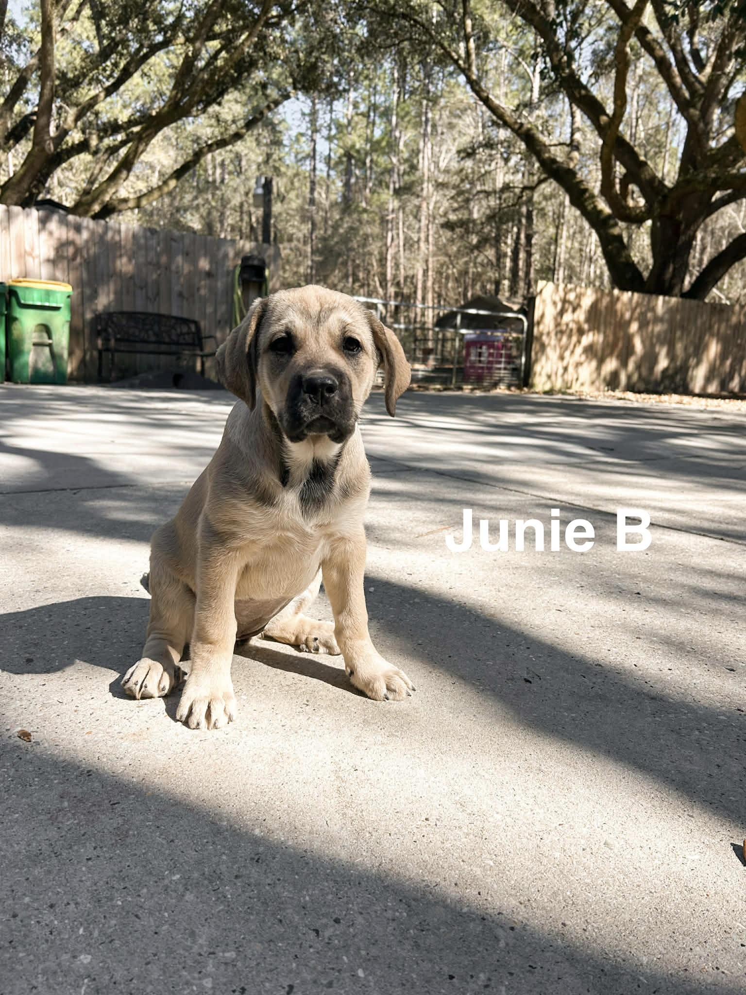 Junie B photo 1