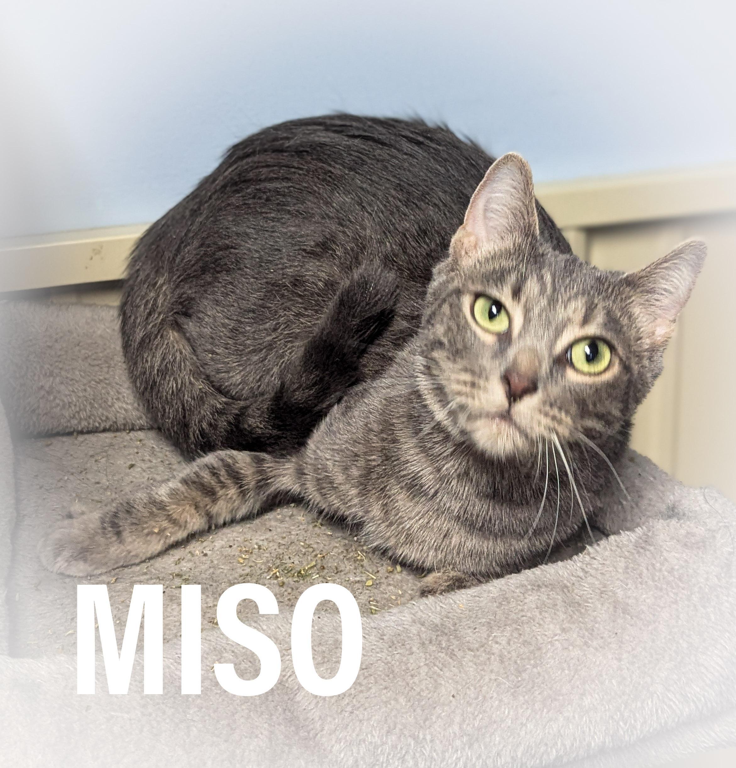 Miso