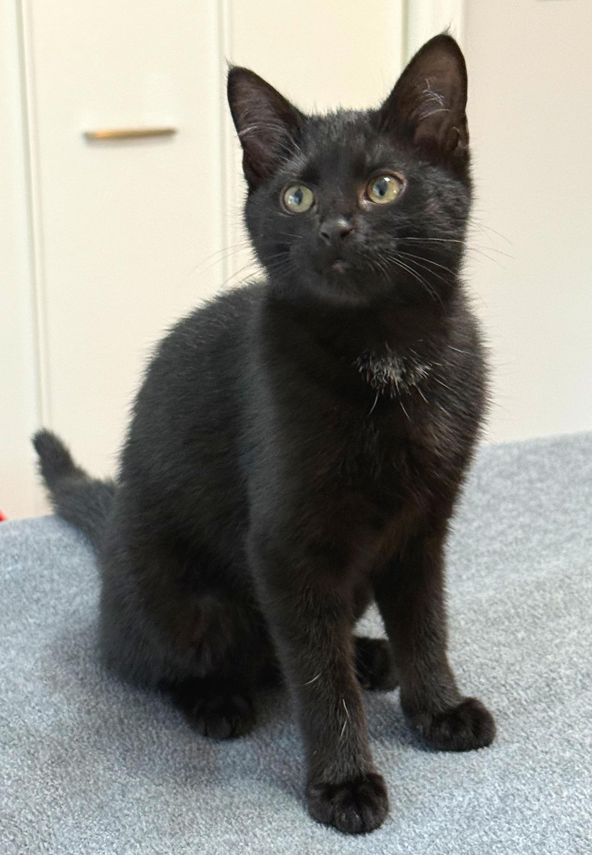 A baby medium-sized female Black Domestic Short Hair cat named Carbon for adoption in Hilton Head Island, SC