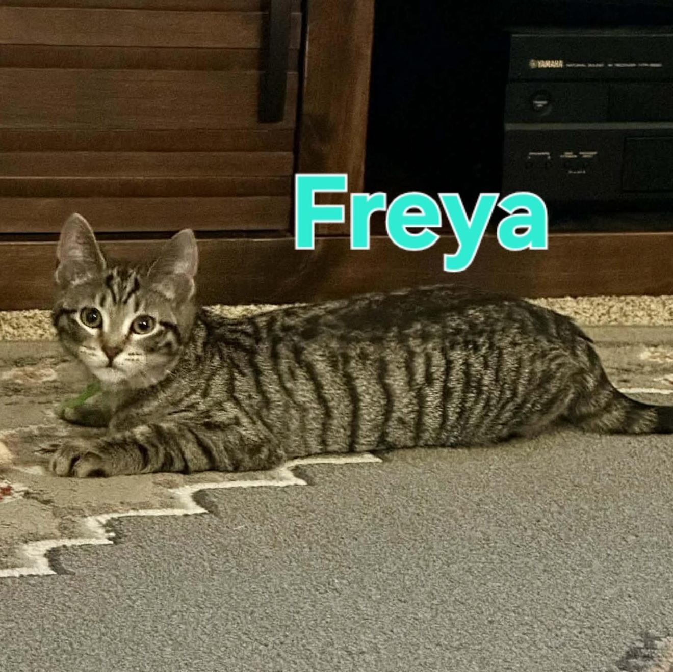 Freya