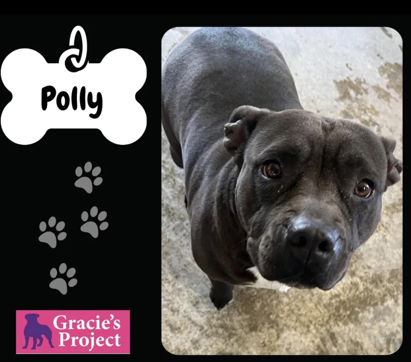 An adult medium-sized female Black Pit Bull Terrier dog named Polly Pocket for adoption in Canyon, TX
