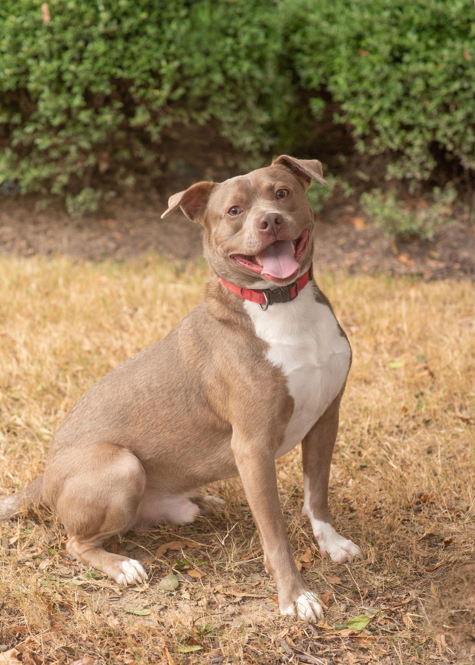 A young medium-sized male Terrier dog named Max for adoption in Southaven, MS