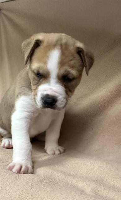 Sophie's Choice!! And Her