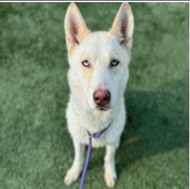 An adult medium-sized female Siberian Husky dog named Carlie for adoption in Sumter, SC