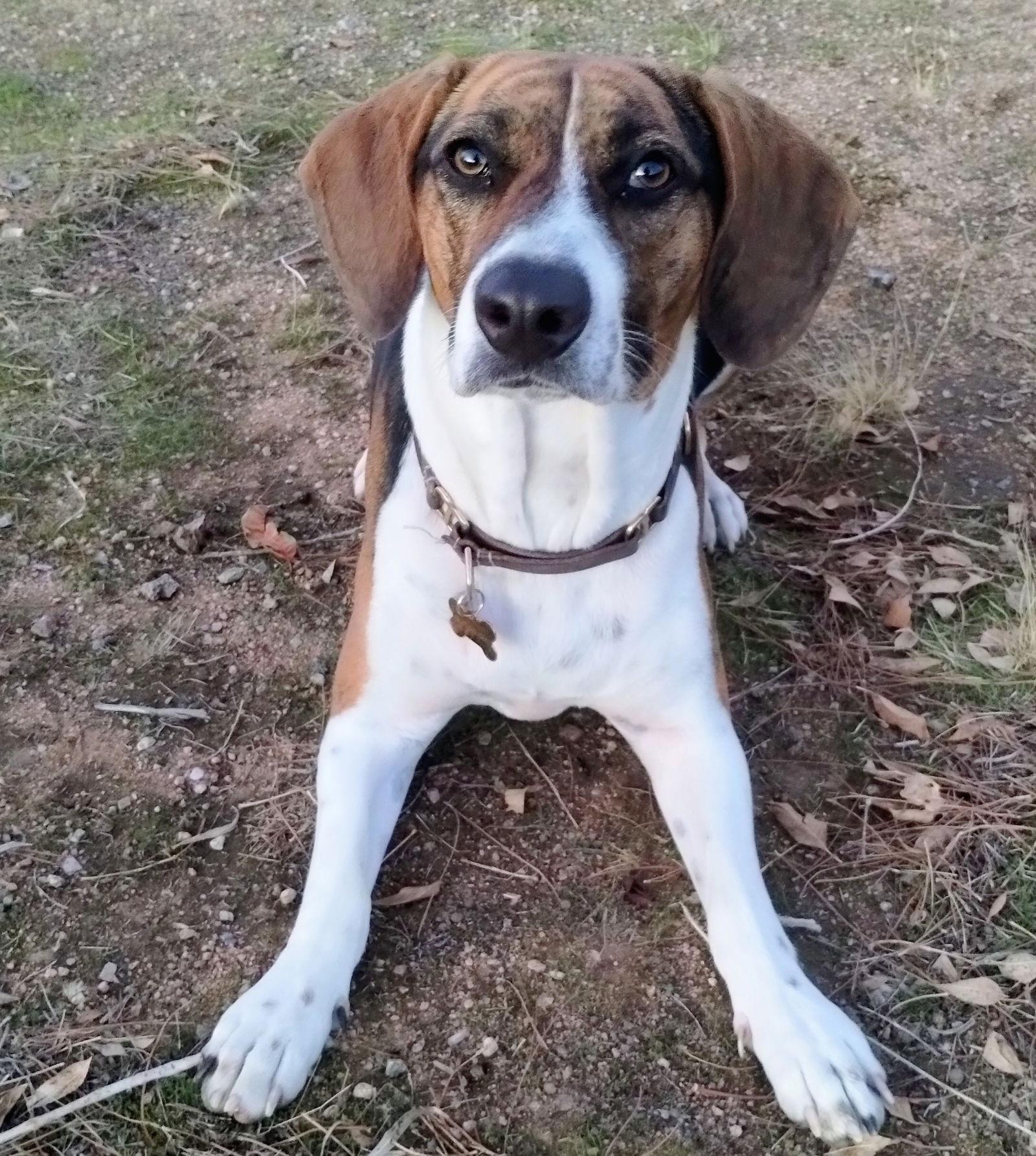 A young medium-sized female Beagle dog named Honey for adoption in Apple Valley, CA