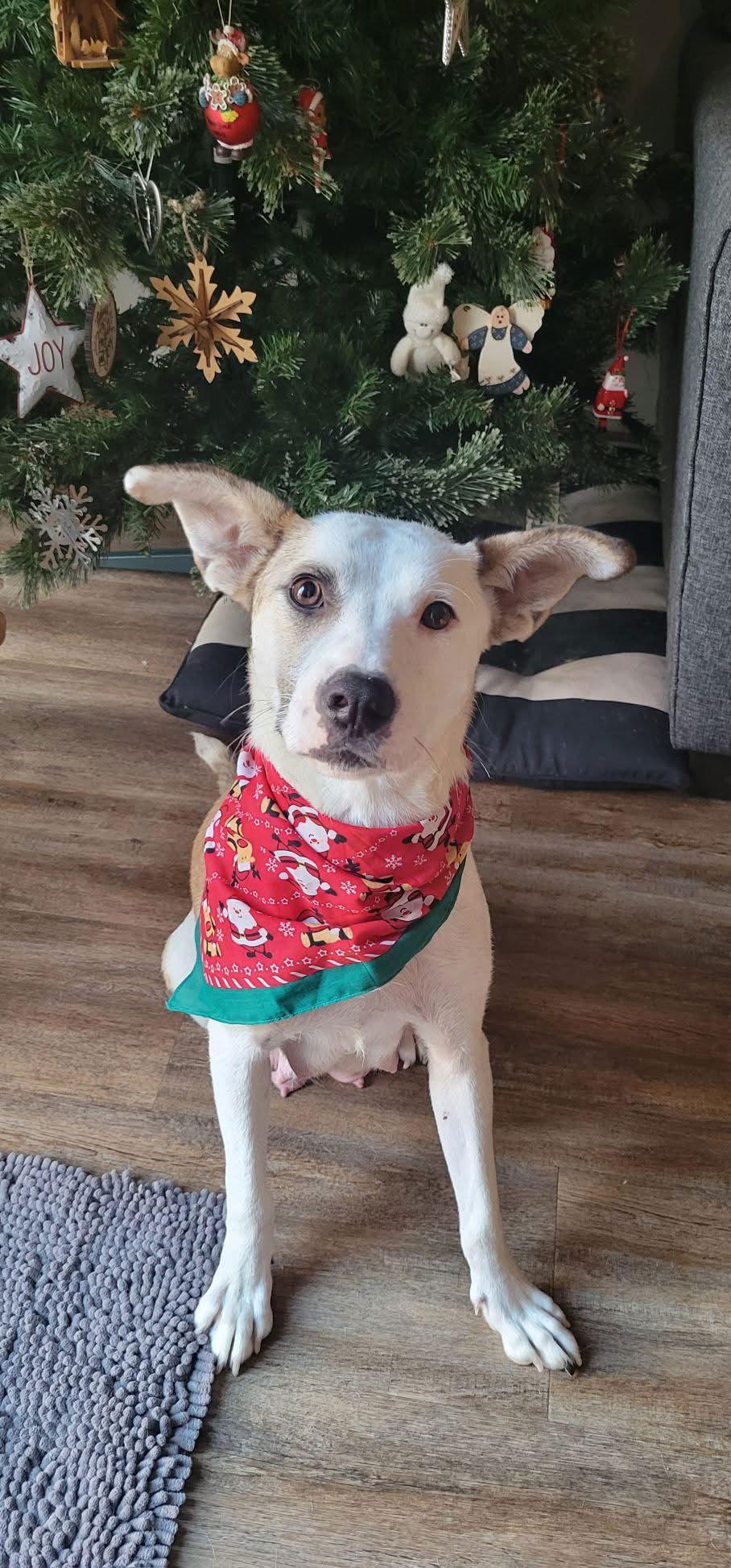 A young medium-sized female Pit Bull Terrier dog named Freya for adoption in Saint Paul, MN
