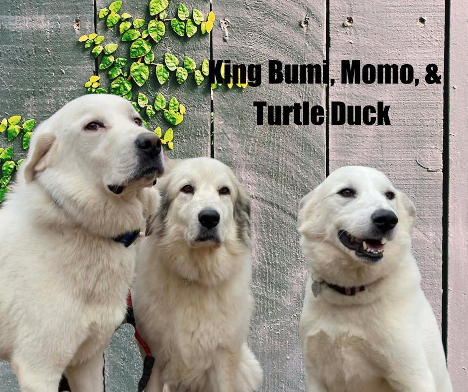 Momo Turtle Duck