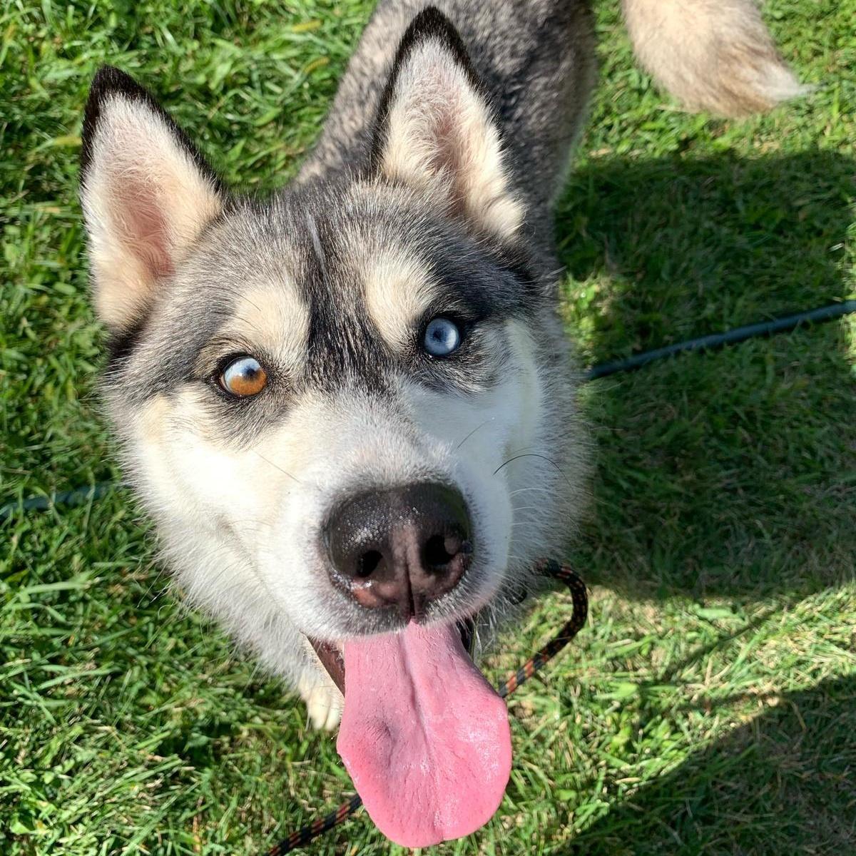 Rockwell In New York