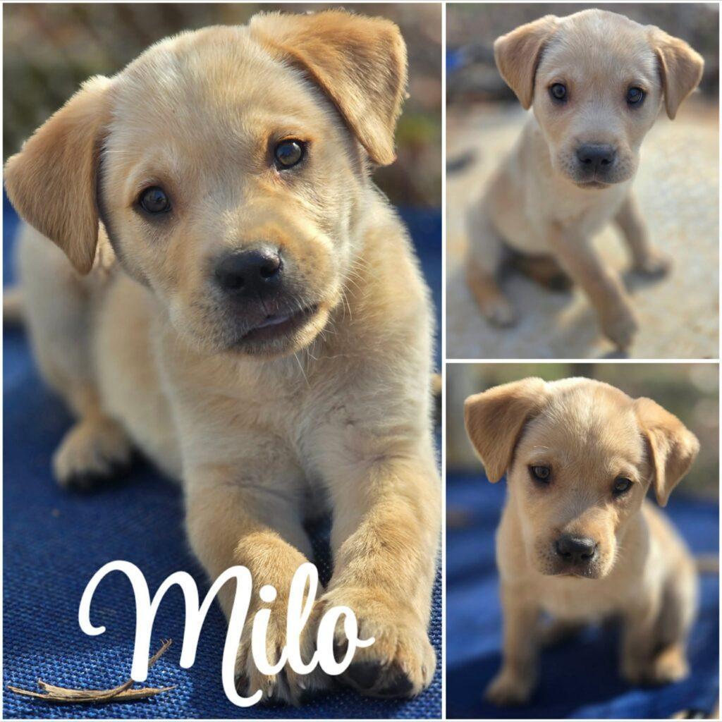 Milo