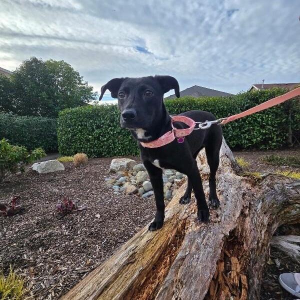 Lilly Flower Ready To