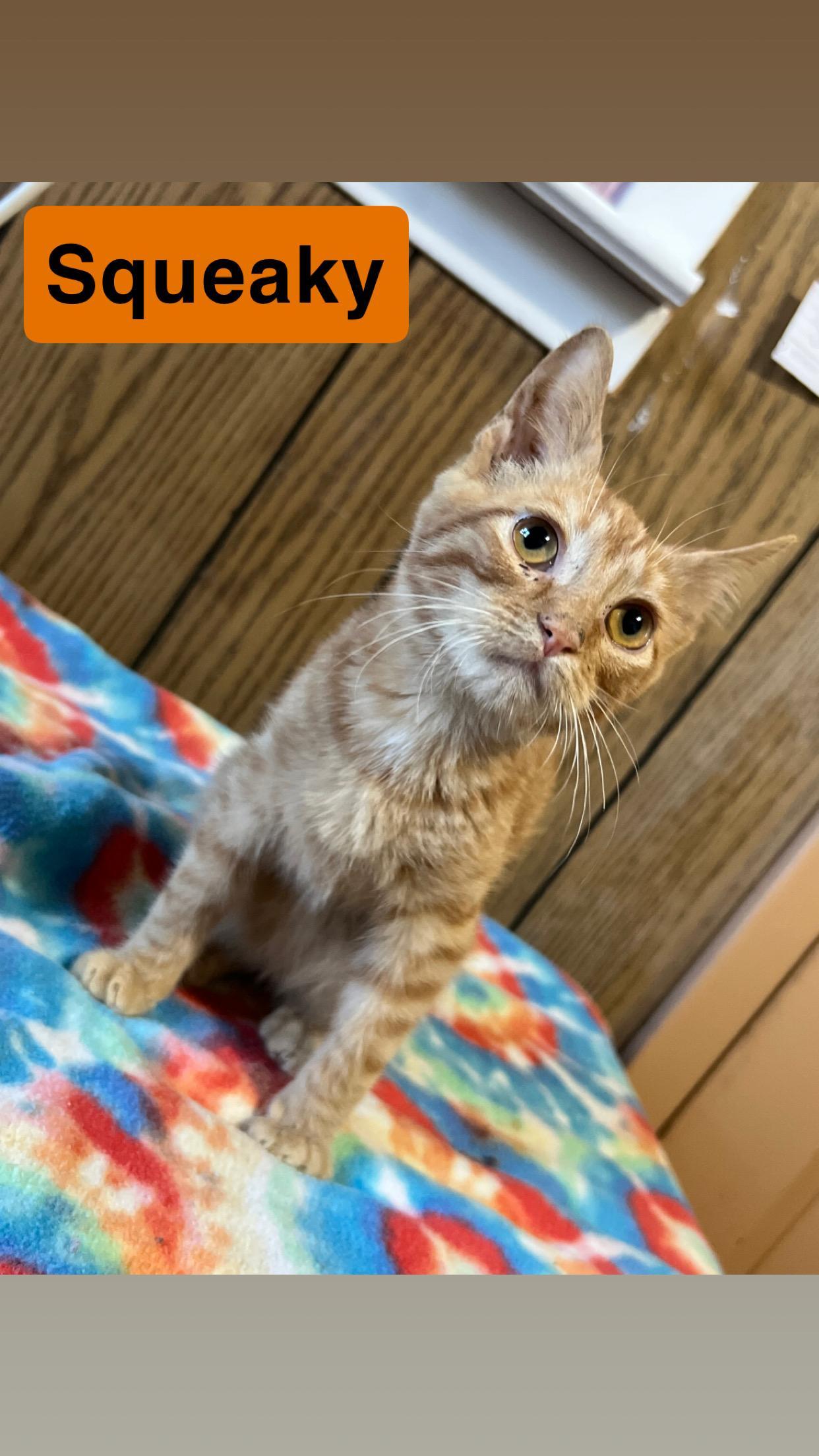 Squeaky