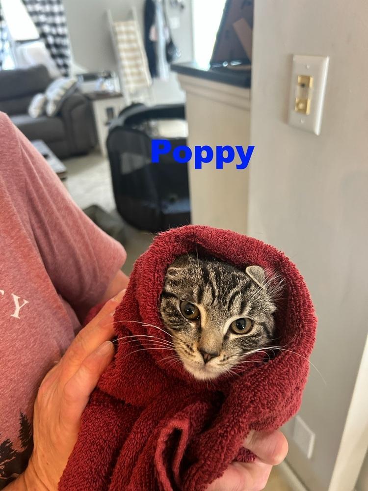 Poppy Michelle photo 1