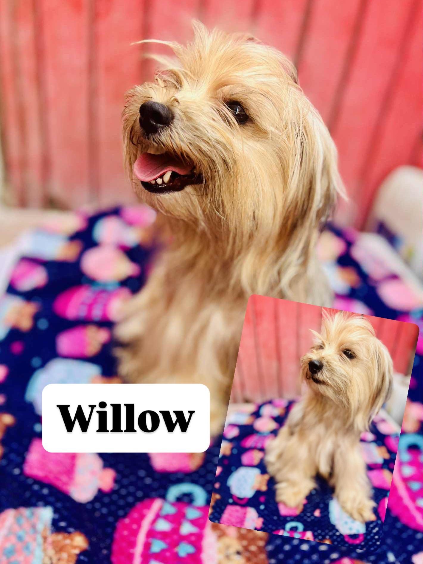 Willow