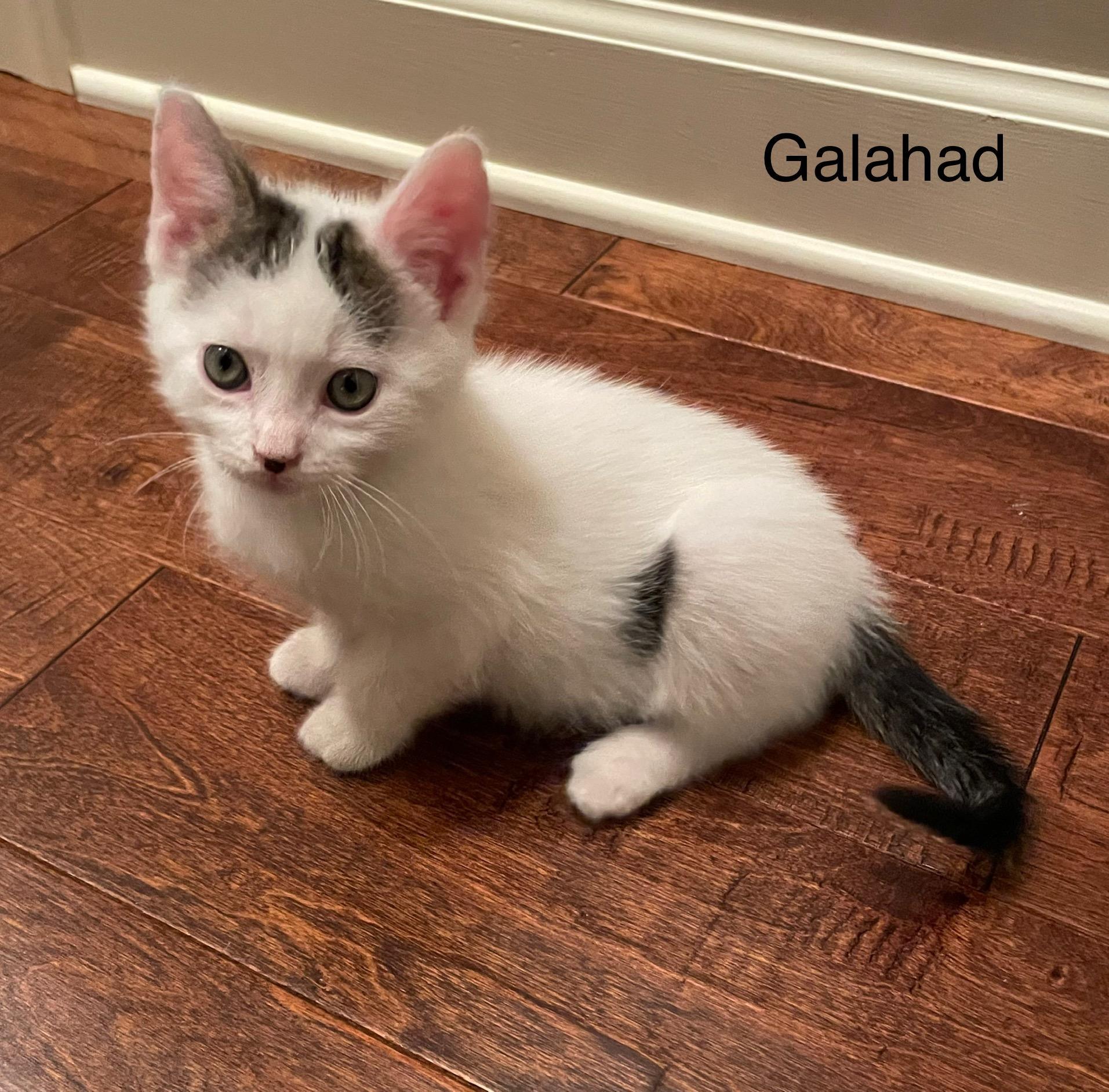 Galahad