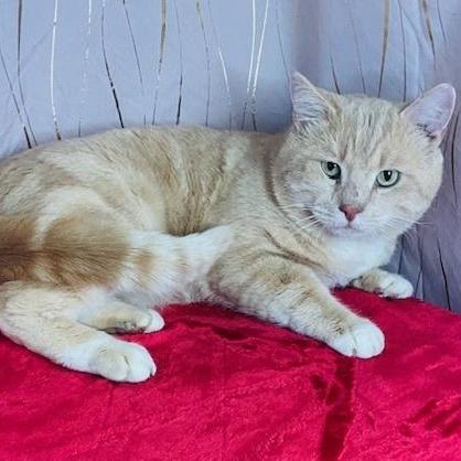 An adult large-sized male Orange & White Domestic Short Hair cat named Meow Meow for adoption in Long Beach, MS