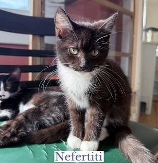 Nefertiti