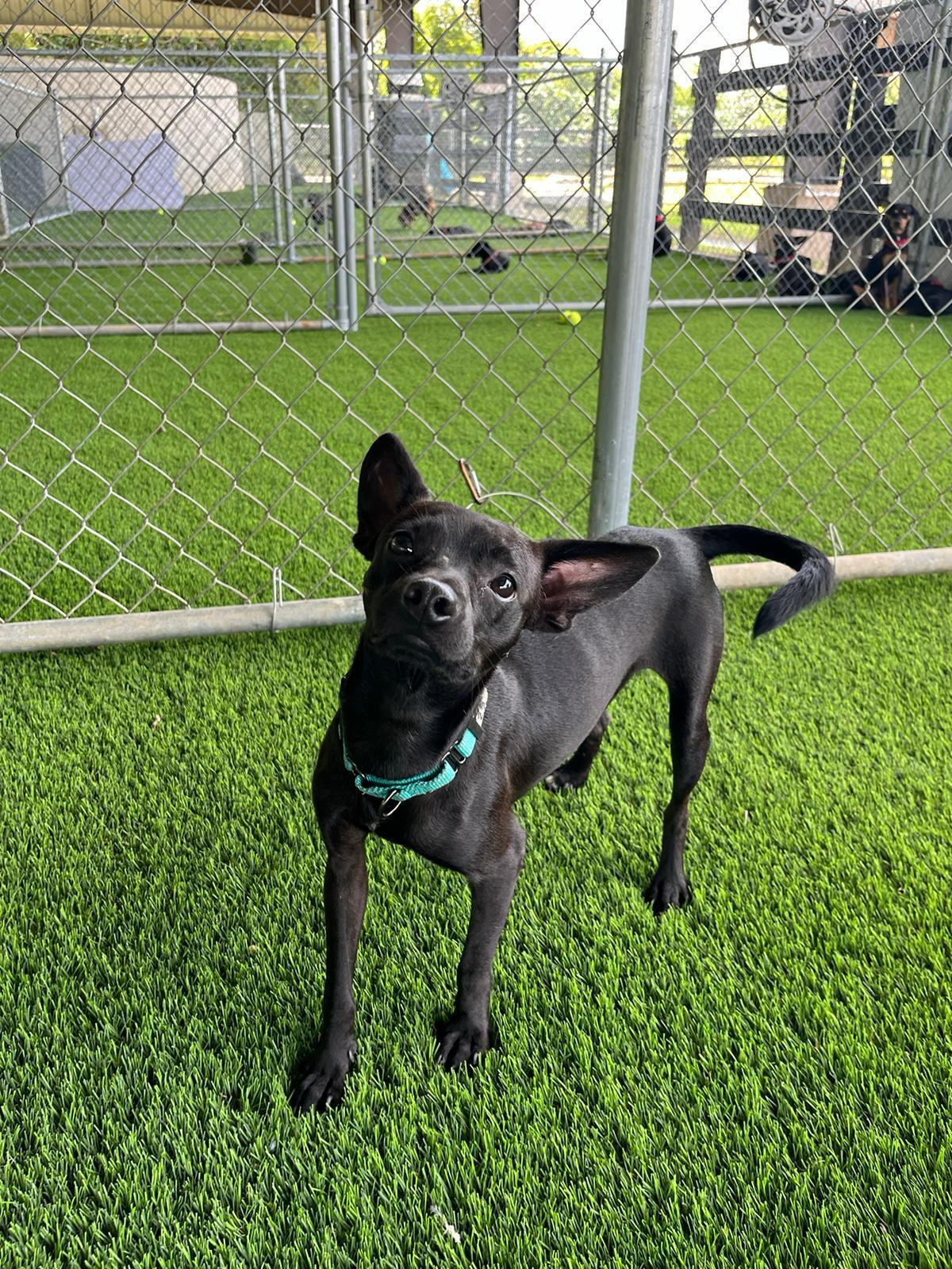 A young small-sized male Chihuahua dog named Tyler for adoption in Brooklyn, NY