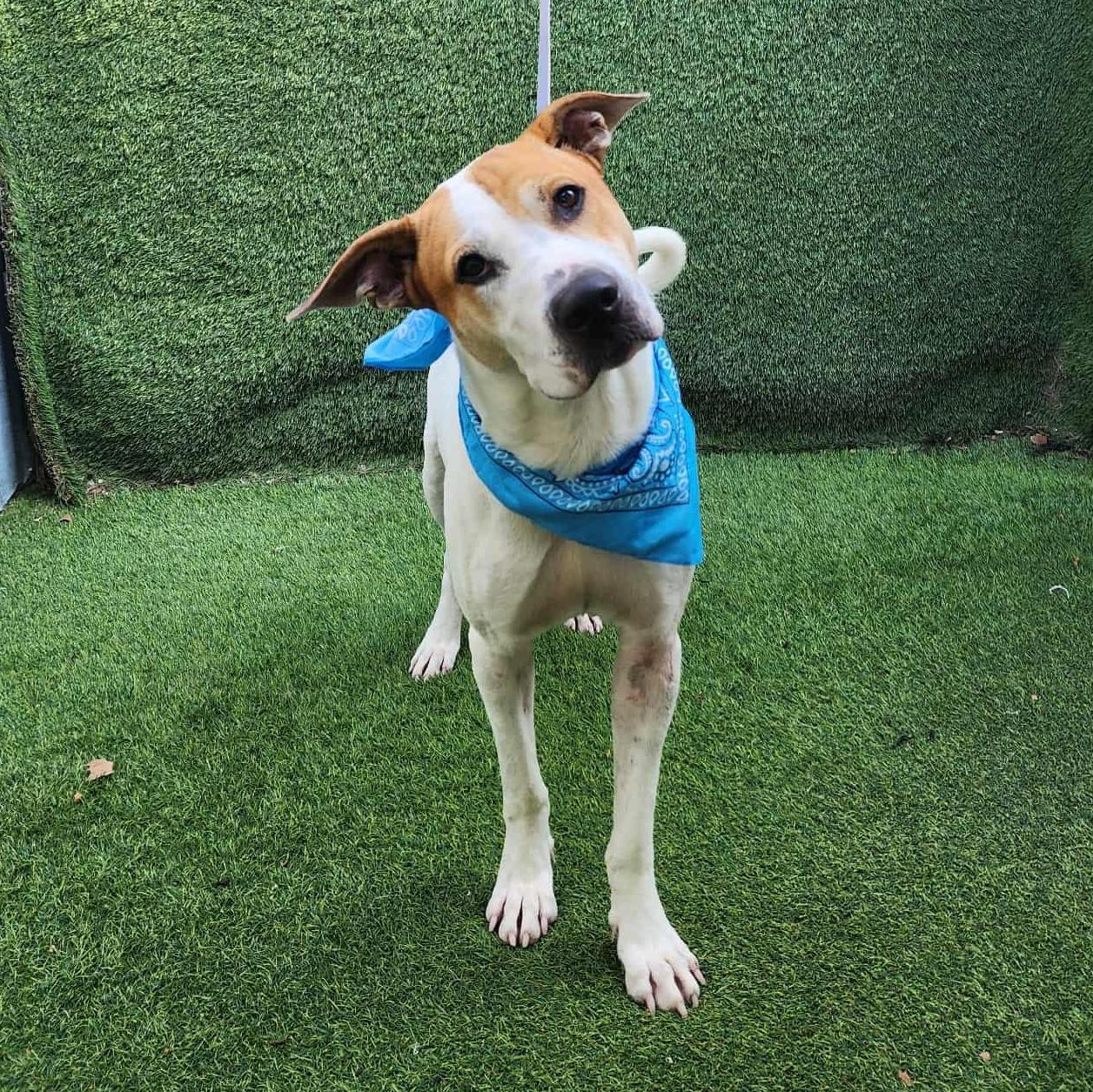 An adult medium-sized male White / Cream Hound dog named Timber for adoption in Oak Point, TX