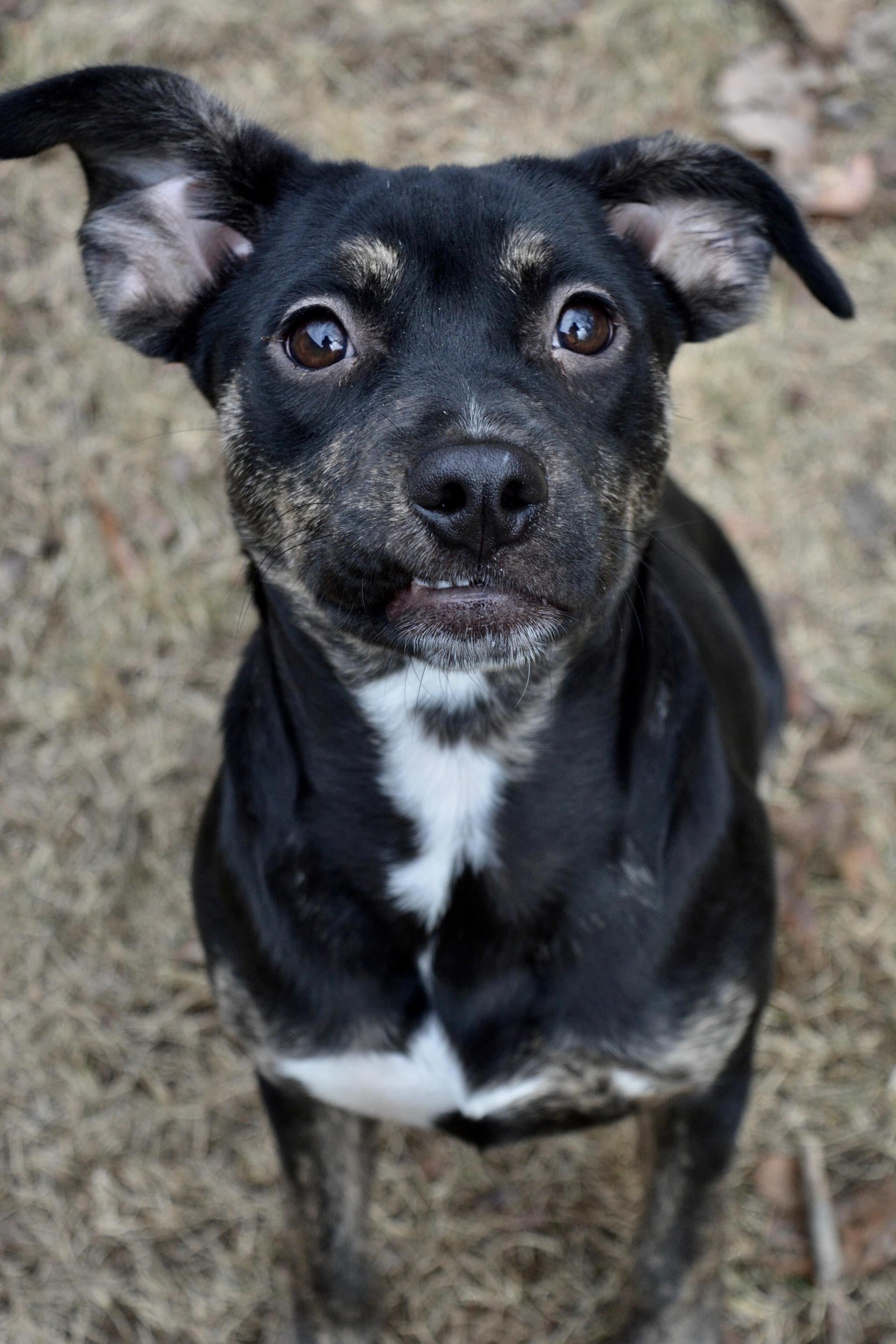 A young medium-sized female Black Mixed Breed dog named Rue for adoption in Pelham, AL