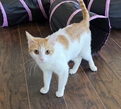 An adult medium-sized female Orange & White Domestic Short Hair cat named Sunkiss for adoption in Rossville, TN