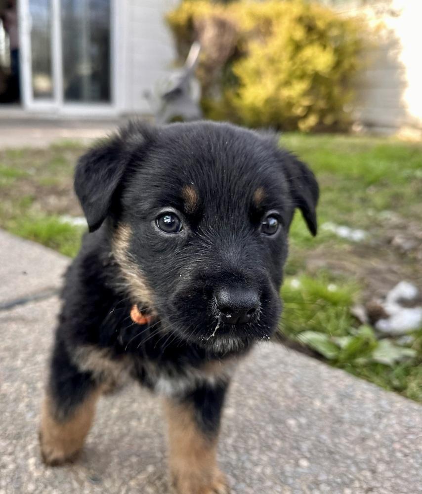 Cole Aka Orange Collar