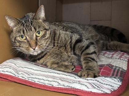 A young large-sized male Domestic Short Hair cat named Tiger $ for adoption in Seneca, SC