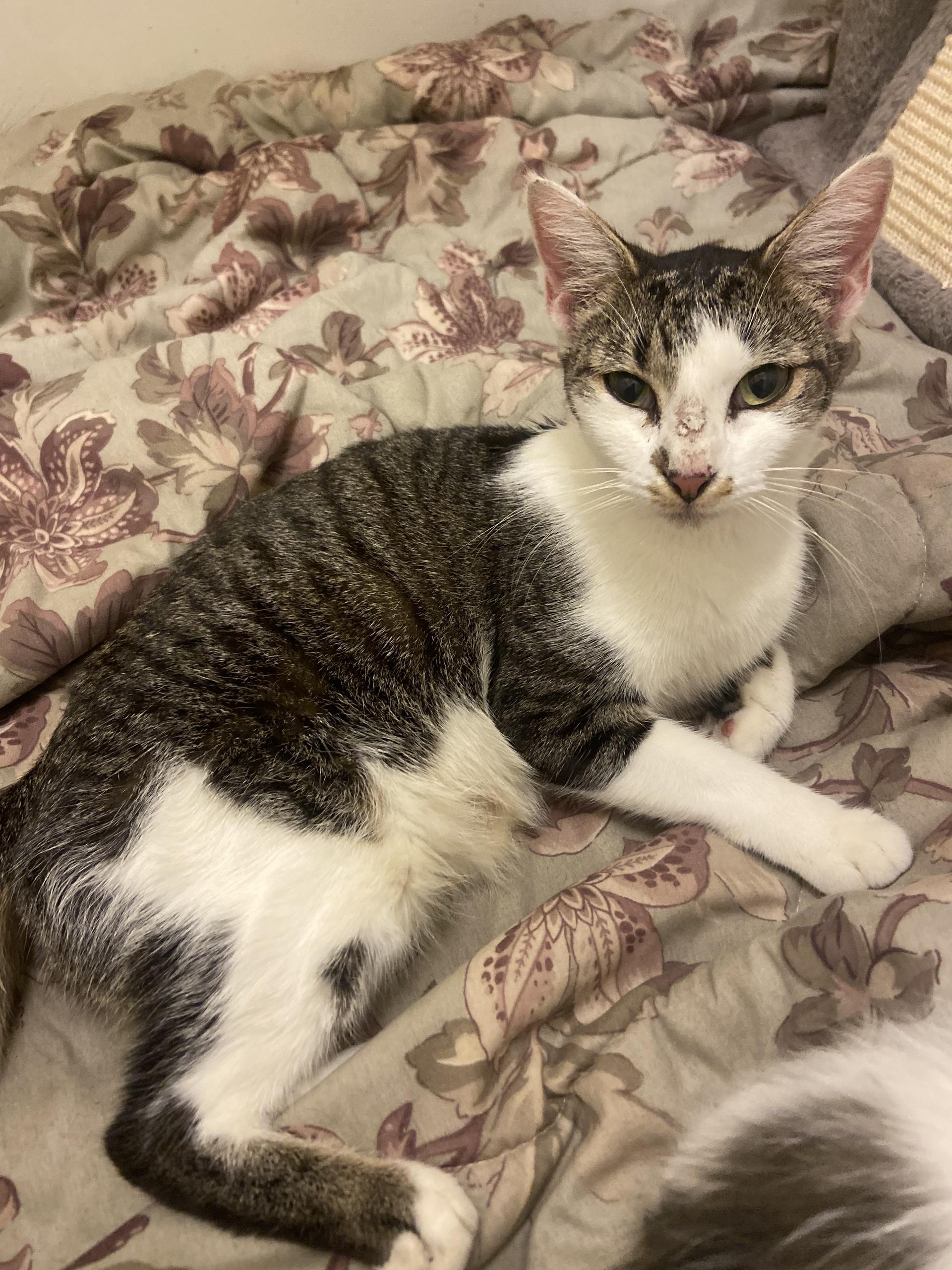 A young medium-sized female Domestic Short Hair cat named Juniper for adoption in Panama City, FL