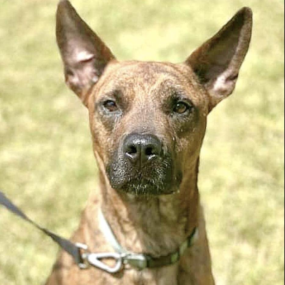 An adult medium-sized male Brindle Mountain Cur dog named Hector for adoption in Longview, TX