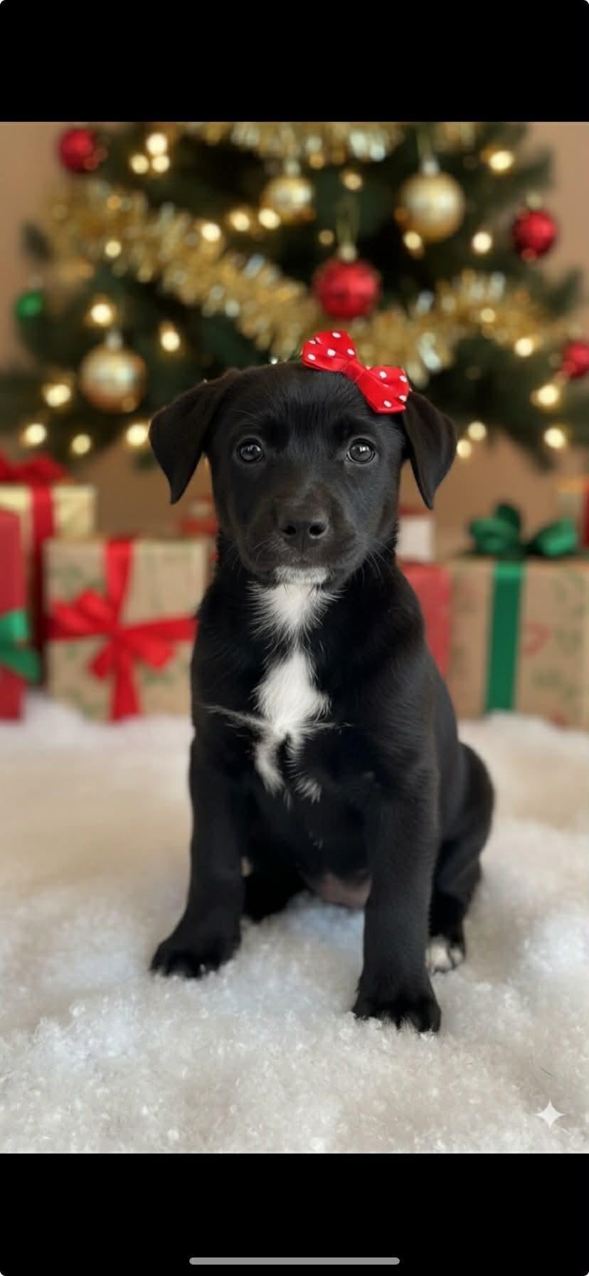 Minnie