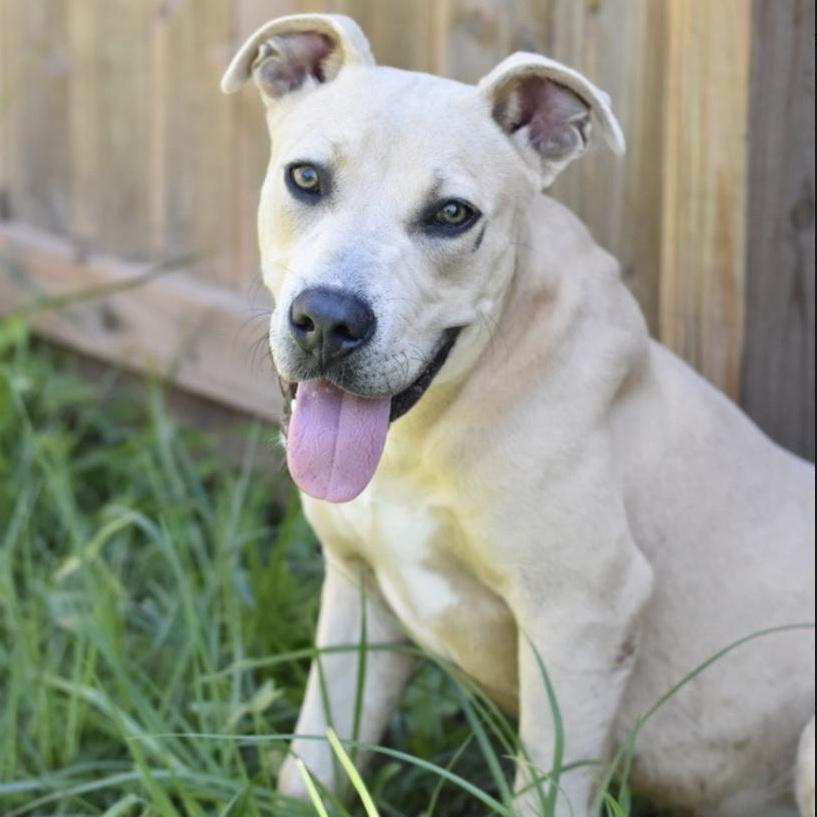 A young medium-sized male Apricot / Beige American Staffordshire Terrier dog named Harley for adoption in Longview, TX