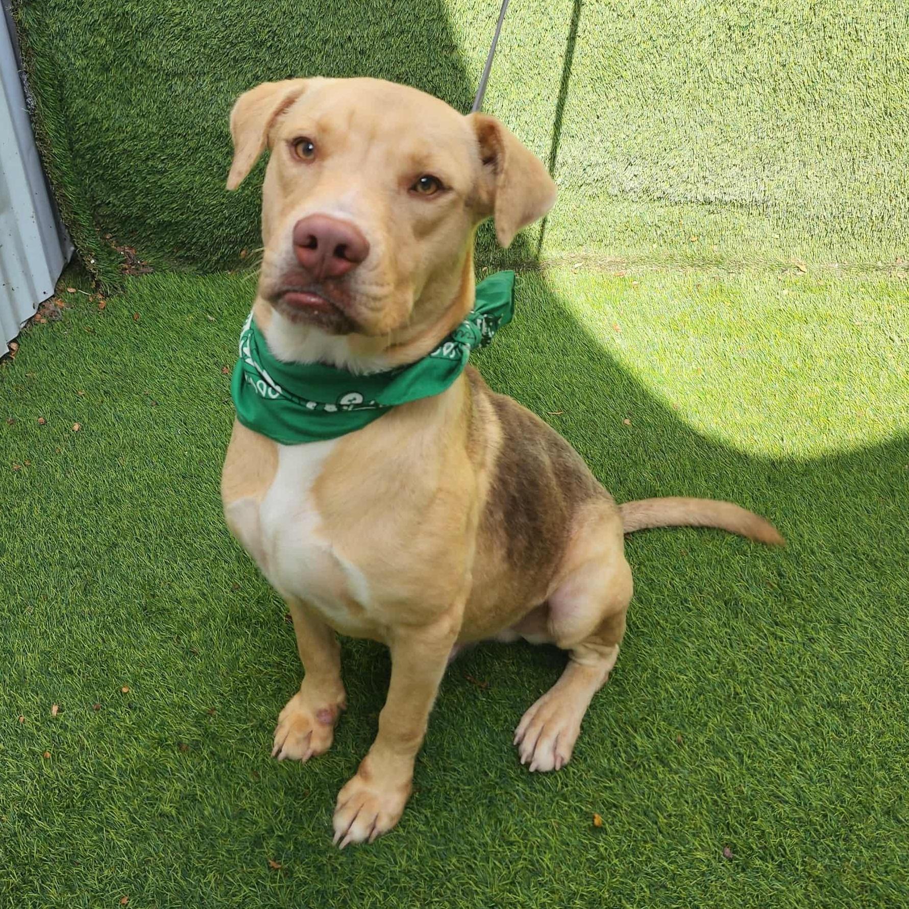 An adult medium-sized male Yellow / Tan / Blond / Fawn Labrador Retriever dog named Igor for adoption in Oak Point, TX