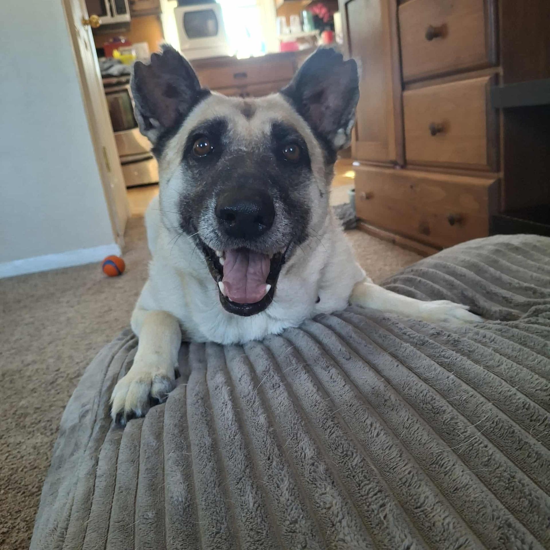 An adult medium-sized female Yellow / Tan / Blond / Fawn German Shepherd Dog dog named Hope for adoption in Dysart, IA