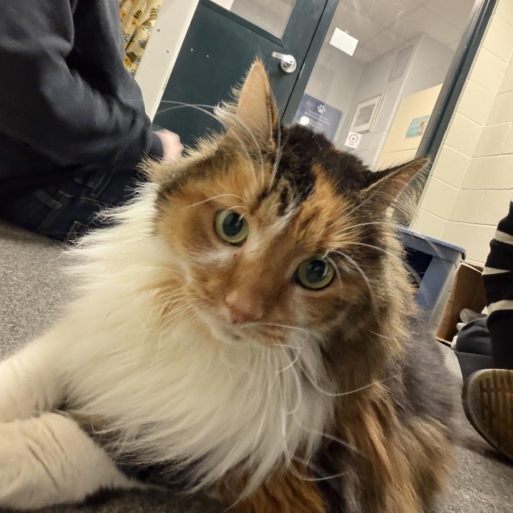 A senior extra large-sized female Calico Domestic Long Hair cat named Birdie for adoption in Grand Rapids, MI